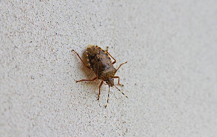 stink bug crawling on exterior of a roanoke va home