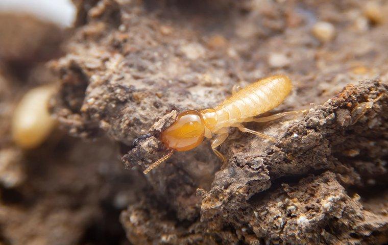 foraging termite worker in roanoke va