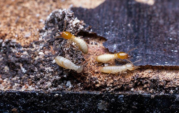 foraging termites damaging wood in roanoke va