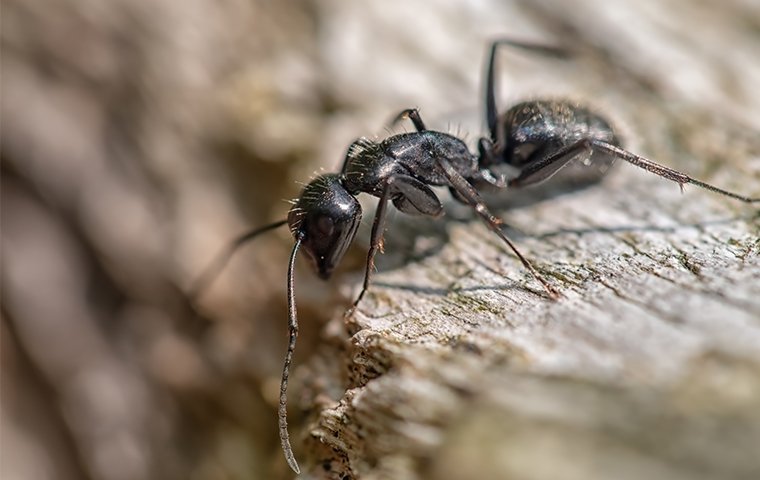 black ant crawling in roanoke va