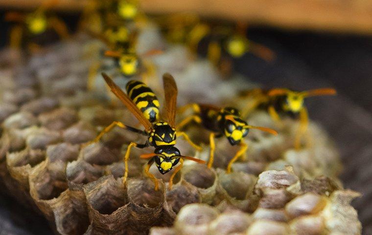 wasps working in their wasp nest