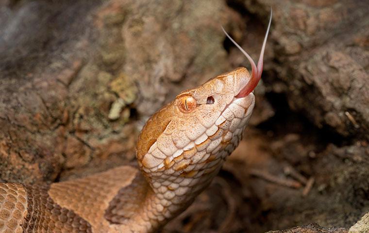a copperhead snake with its tongue out