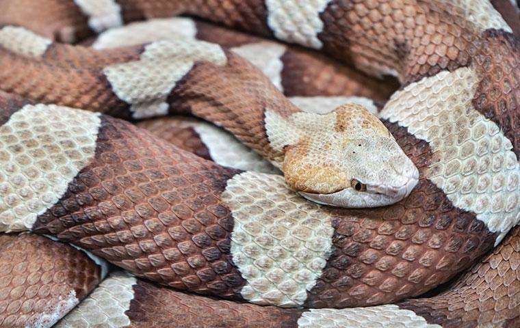 copperhead curled up