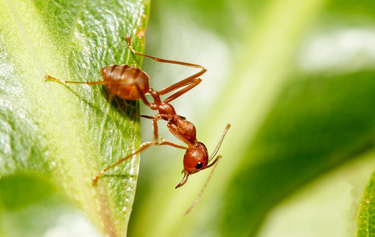 a fire ant on a leaf