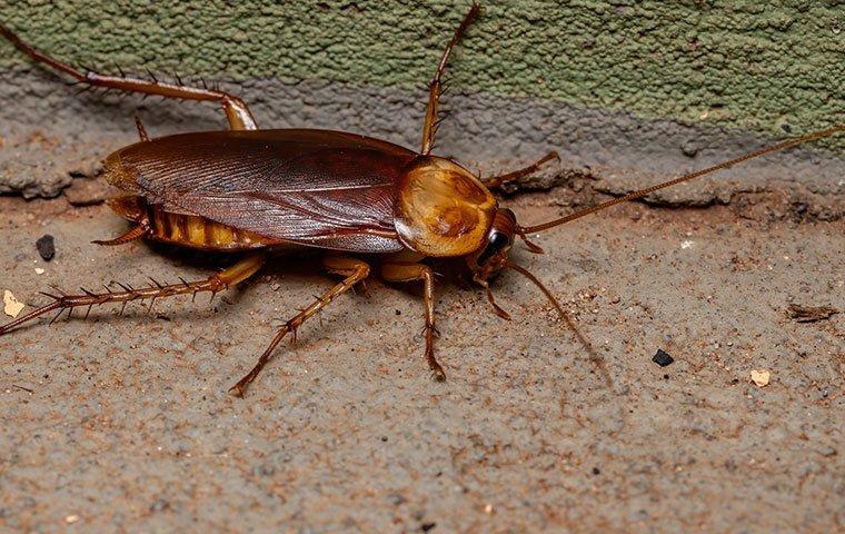 an american cockroach crawling along a basement wall