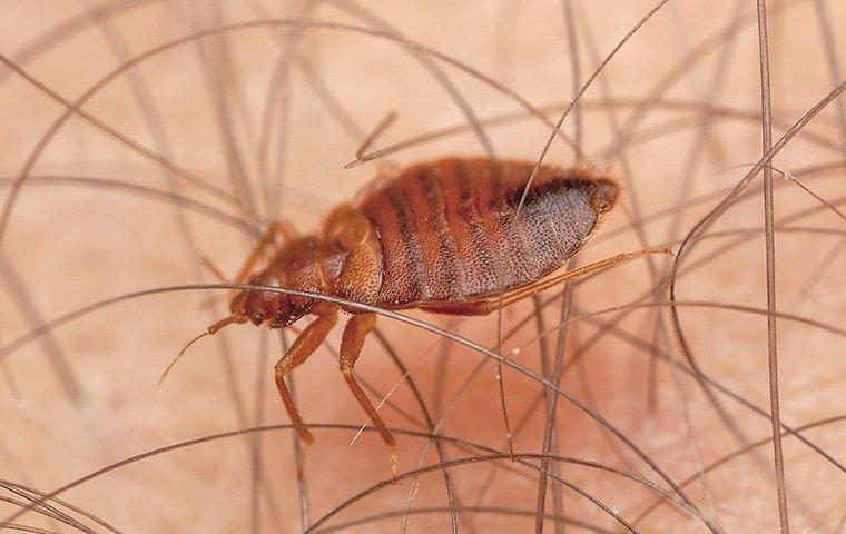 up close image of a bed bug biting a humans leg