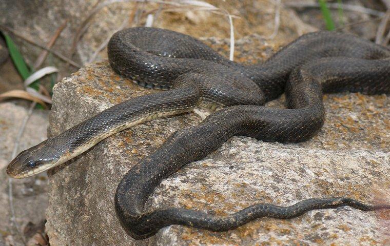 landscaping to prevent snakes