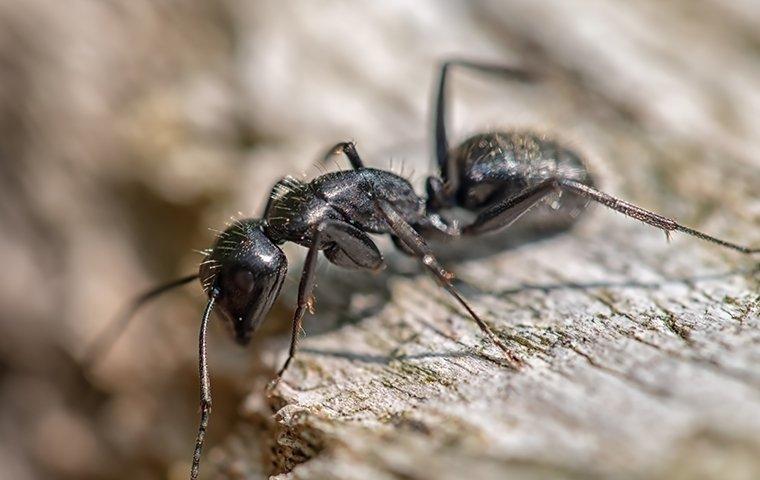 up close image of a carpenter ant crawling on wood