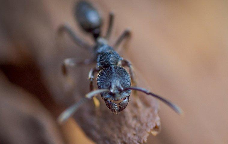an up close image of a carpenter ant on a moist piece of wood