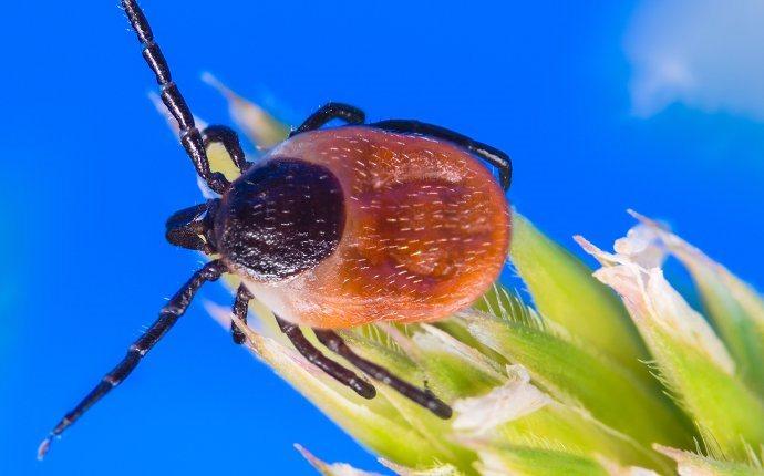 A deer tick crawling on a plant.