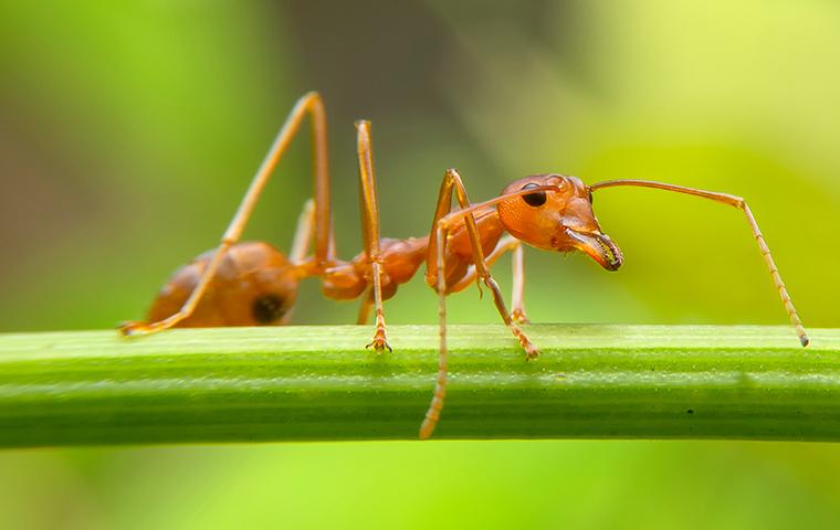 a fire ant on a plant stem