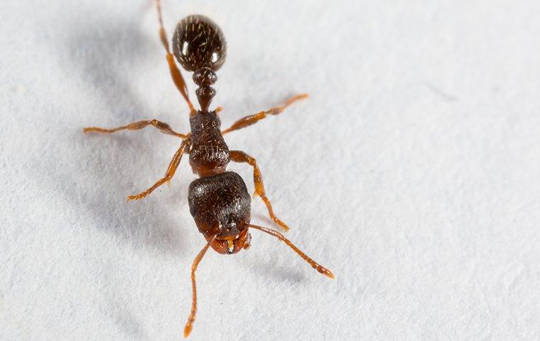 a fire ant crawling on white paper