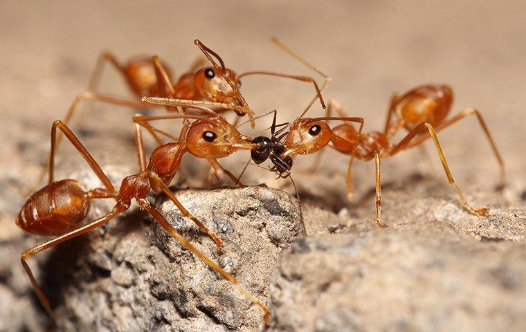 three fire ants finding food on the ground