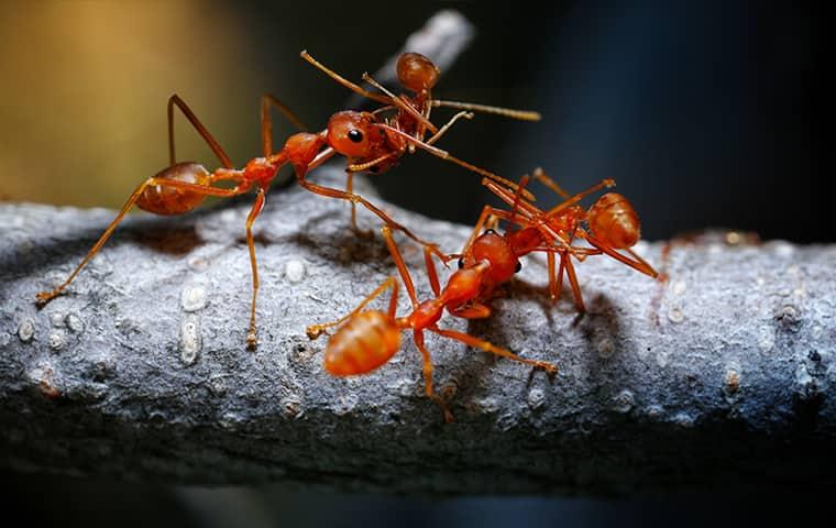 fire ants on stick