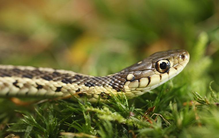 a garter snake on moss