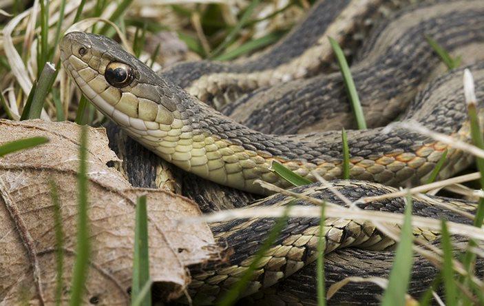 A garter snake in the grass.