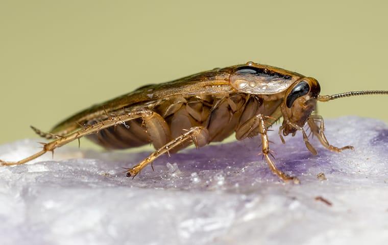 up close image of a german cockroach inside a home