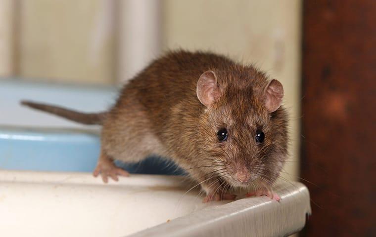 a noway rat crawling on a counter inside a home