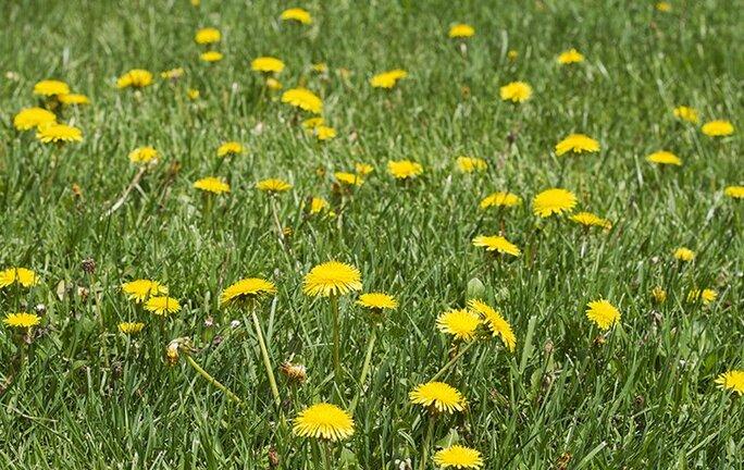 many dandelions on a lawn