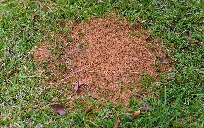 fire ant hill on a lawn