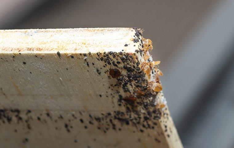 stained bed frame with bed bugs on it