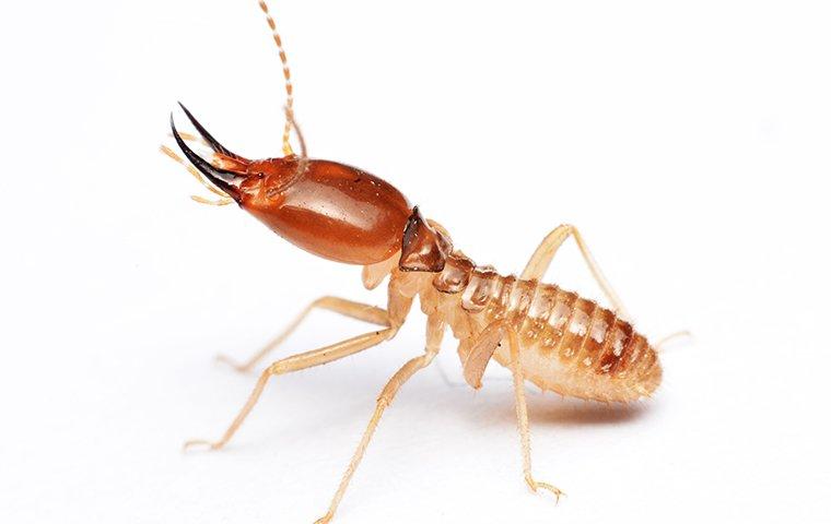 an adult termite in aggressive stance