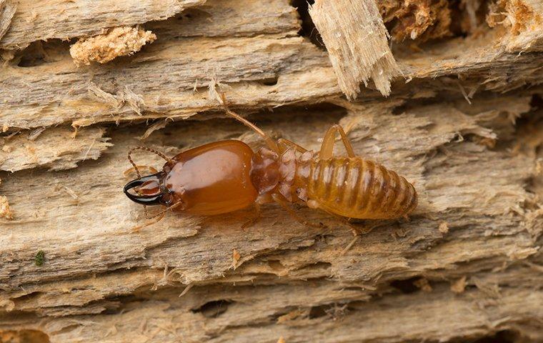 up close image of a termite in damaged wood