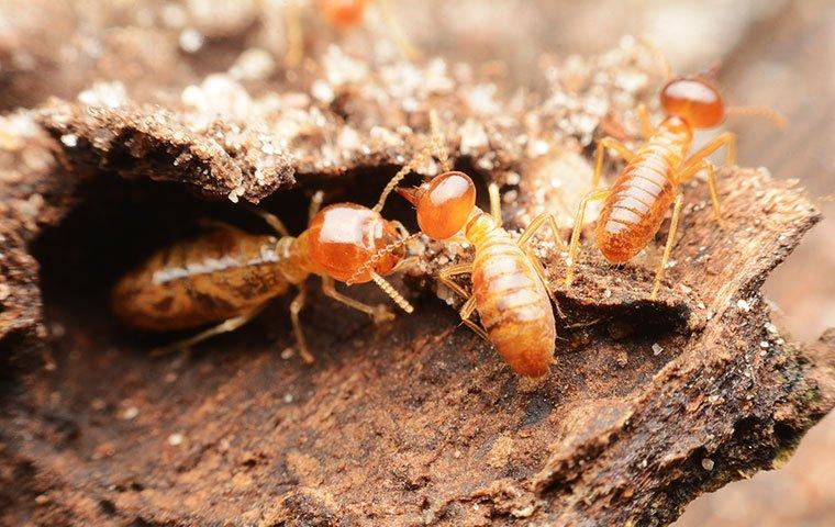 How Bad Is It To Have Termites On My Mobile Property