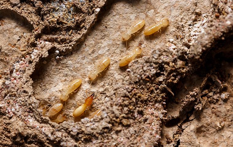 termites traveling in a mud tube