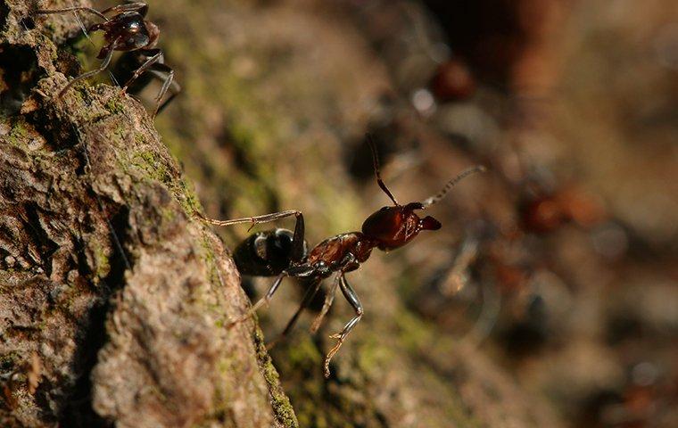 ant in tree