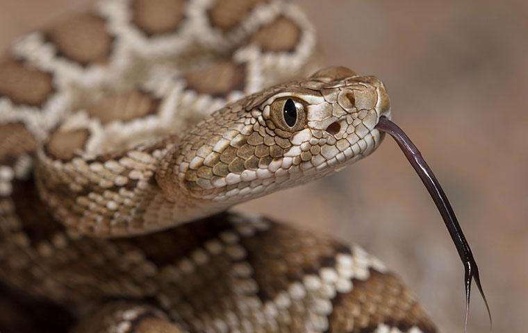 venomous snake up close