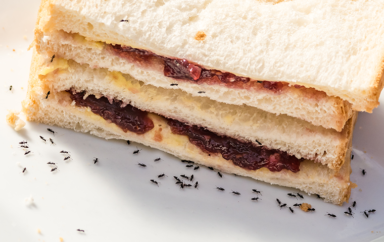 ants on peanut butter and jelly sandwich