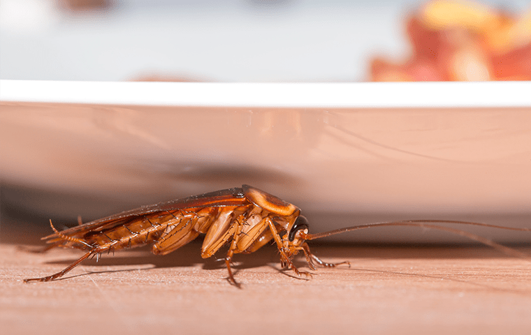 cockroach under plate