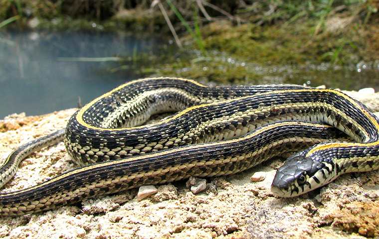 snake near river