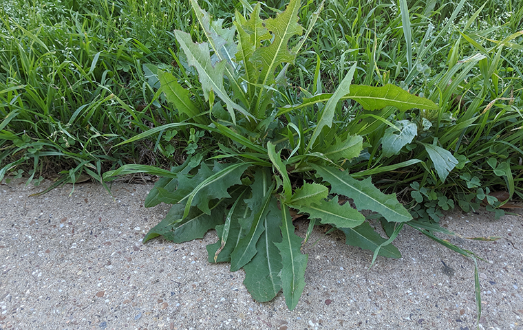 overgrown weed on sidewalk