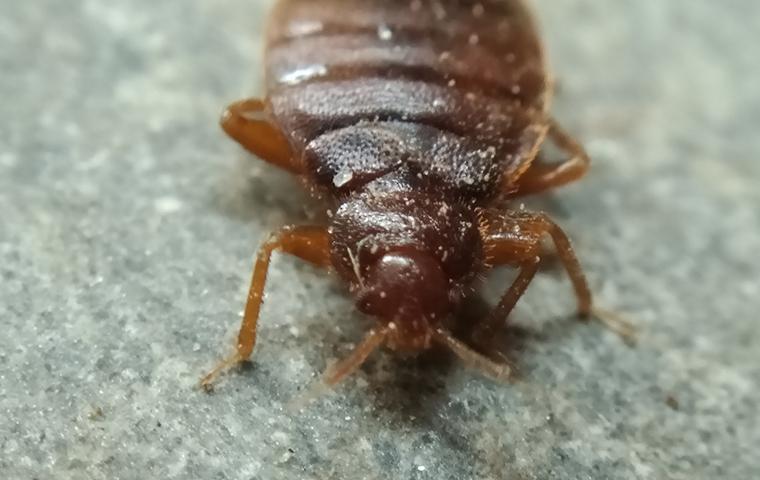 close up of bedbug
