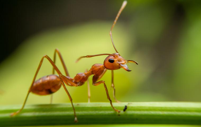 close up of a fire ant