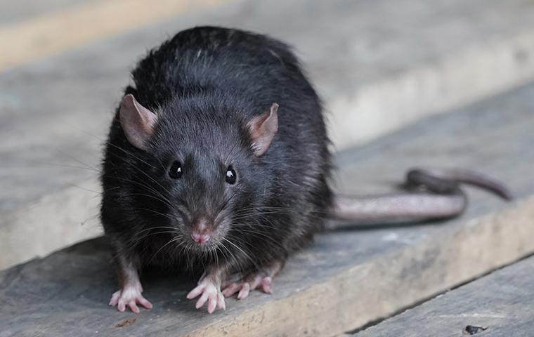 Rodent Identification Prevention Guide EnSec Pest Lawn