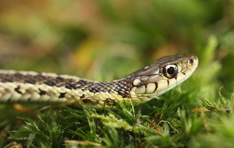 close up of a common snake