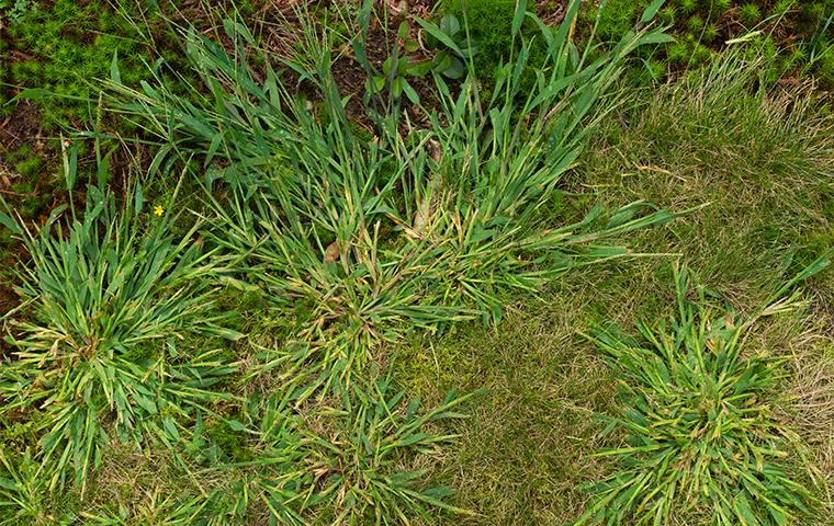 close up of weeds in lawn