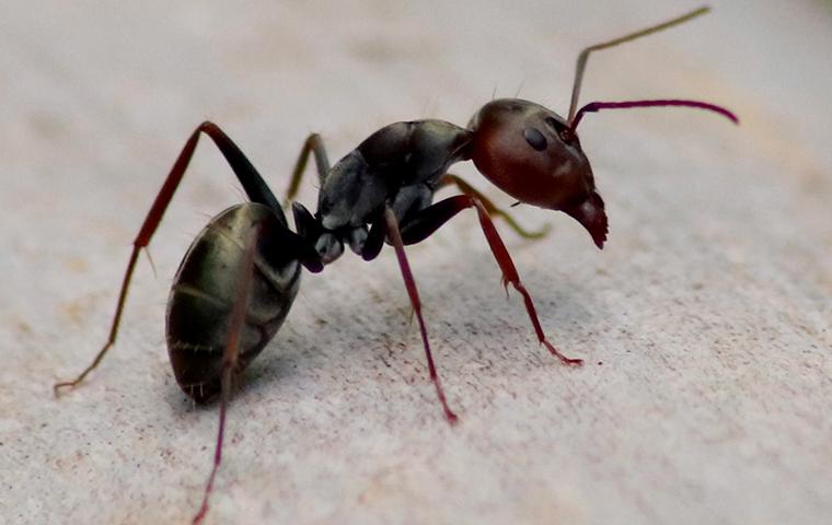  Ants  A Guide To Common Pest Identification Prevention