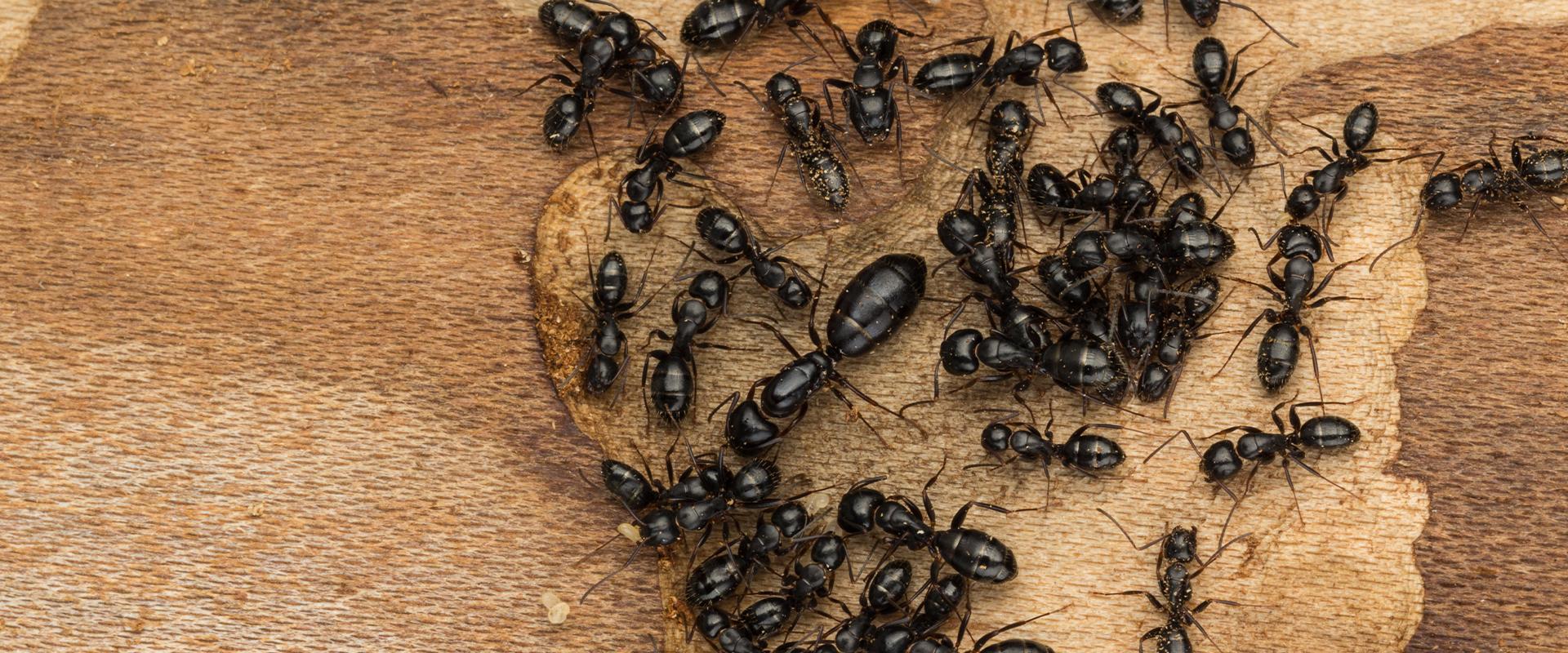 black ants on wood