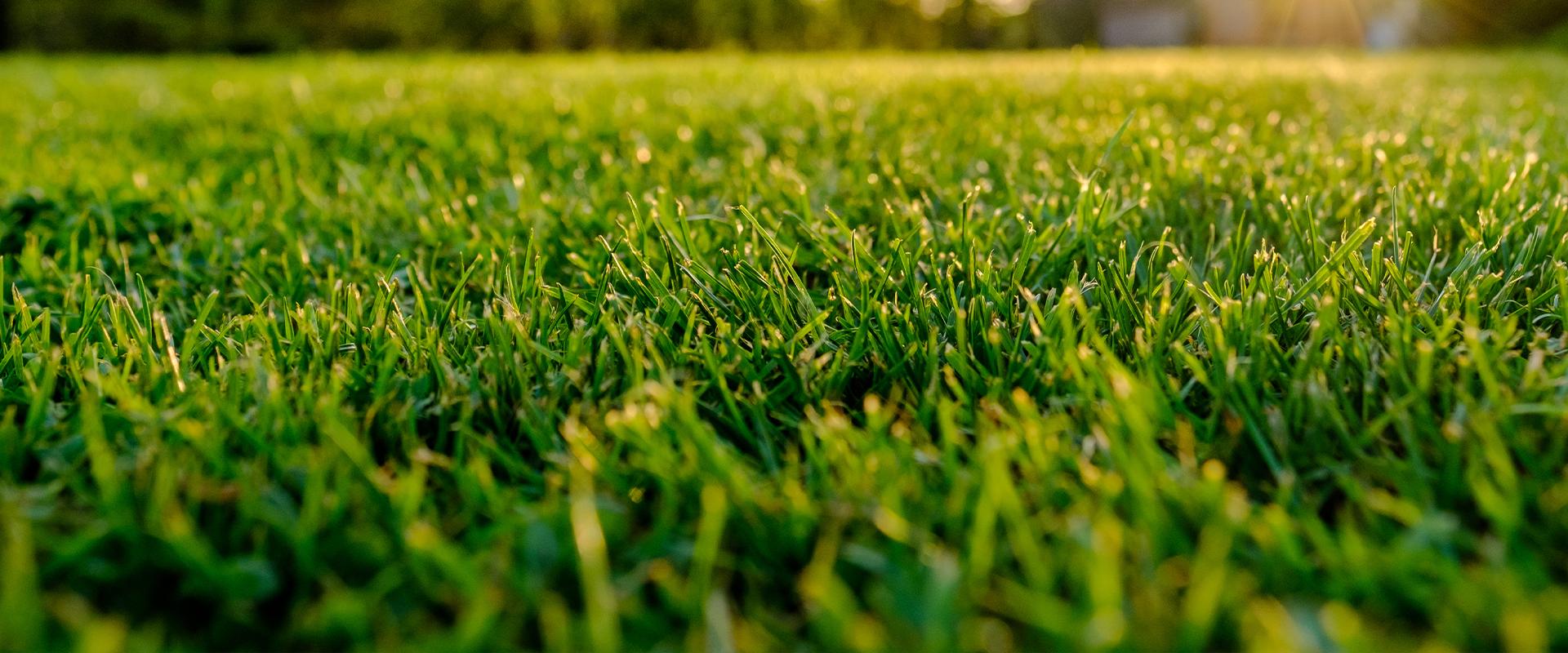 close up of grass in front lawn
