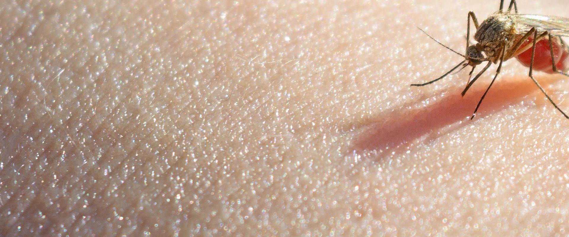 a mosquito on skin
