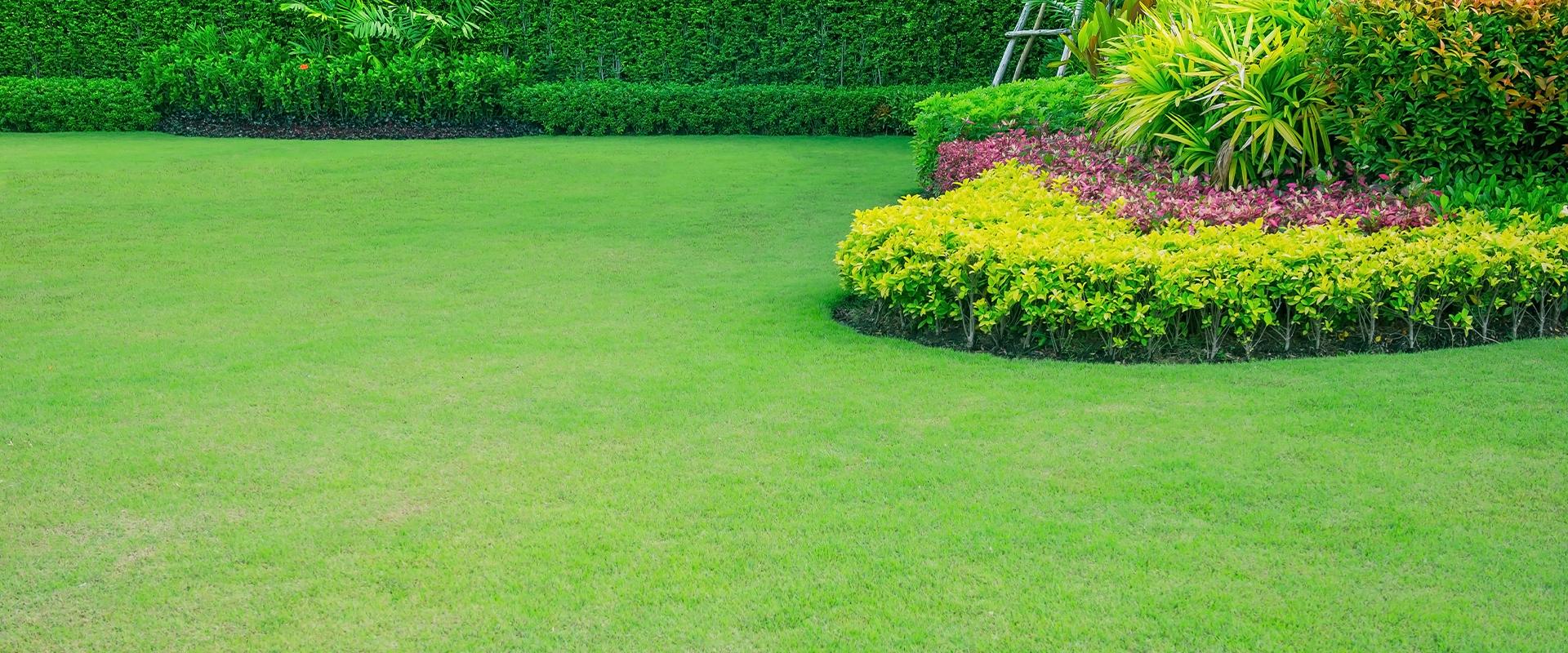 shrubs and greenery in lawn landscape