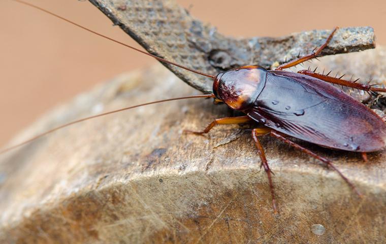 close up of cockroach