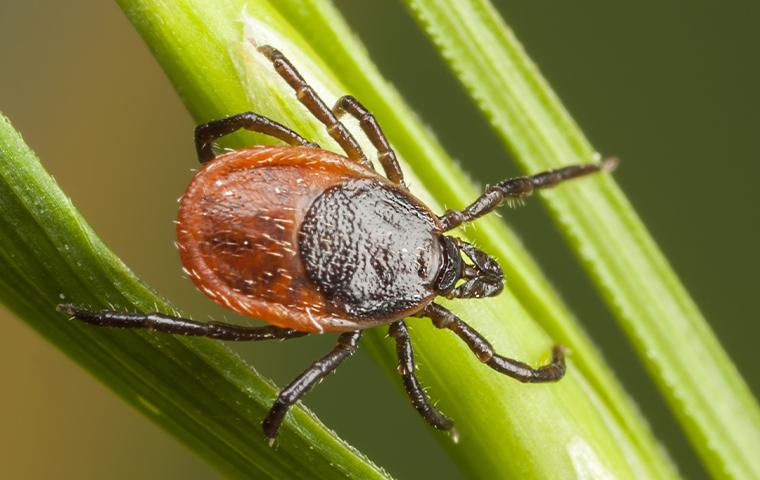 a tick on a grass blade