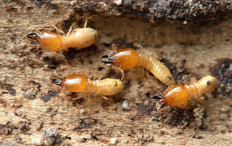 close up of termites