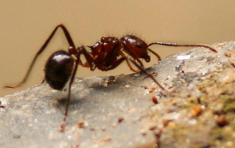 close up of an ant