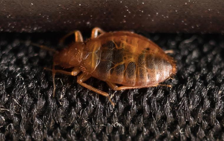 a bedbug on a mattress